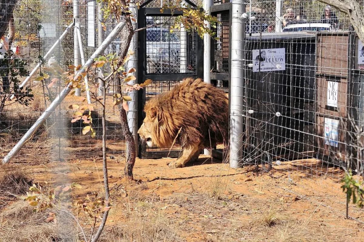 Lion Foundation muhofaza sa'y-harakatlari
